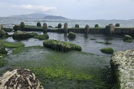 Green scenery at the moss beach on the shore of Nha Trang Bay (Photo: VNA)