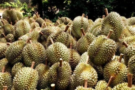 Indonesia is working to boost the direct export of fresh durian to China. (Illustrative photo: VNA)