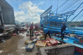 Seafood from a fishing vessel is unloaded at the Binh Chau fishing port in HCM City. (Photo: VNA)