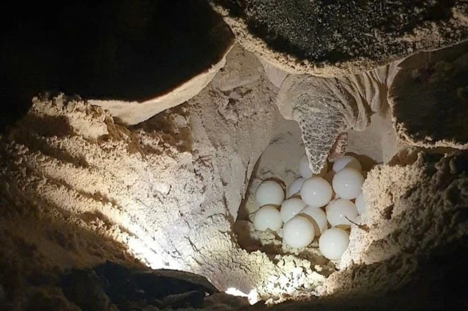 Turtle nests are relocated by Con Dao National Park rangers to protected incubation sites. (Photo: sggp.org.vn)