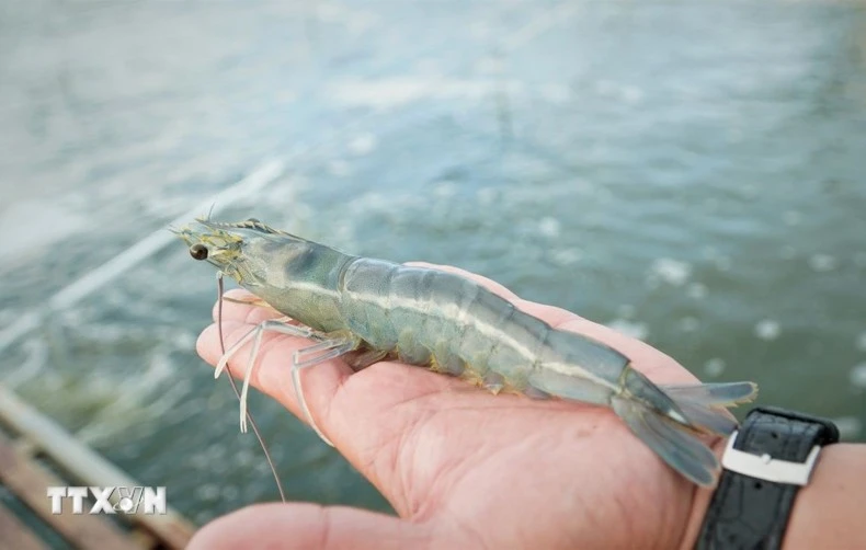 Ca Mau’s shrimp industry moves towards “green” growth