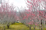 Thousands of cherry blossoms in full bloom at Pa Khoang, Dien Bien. (Photo: VNA)