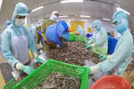 Processing frozen shrimp for export at the factory of Minh Phu Hau Giang Seafood Company. (Photo: VNA)
