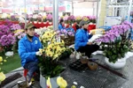 Phung Cong commune is known as the “capital” of flowers and ornamental plants in the northern region (Photo: VNA)