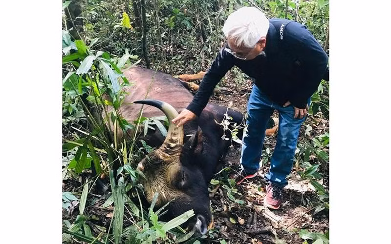 Bison bull found dead at Dong Nai natural reserve