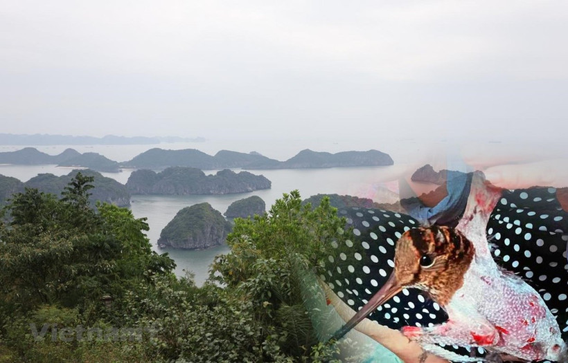 Preventing the poaching and trade of wild animals is one of the solutions to recover the ecosystem (Photo: VietnamPlus)