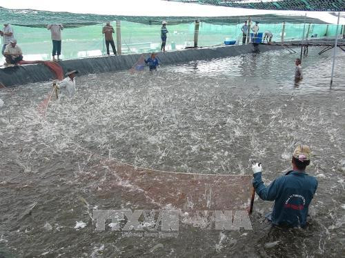 Tra Vinh applies advanced technology in super-intensive shrimp farming 