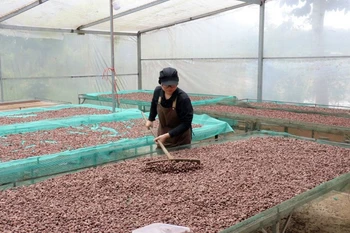 Processing cocoa beans at the venture (Photo: VNA)