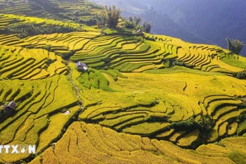 Each September, as the cool autumn breezes begin to roll in, Lao Cai dons a golden robe – the rice terraces glow under the autumn sun (Photo: VNA)