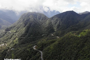 Vietnam and the EU have agreed to work together toward sustainable forest development. (Photo: VietnamPlus)