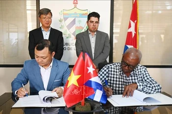 The Hoang Gia Viet Food JSC of Vietnam signs an economic cooperation contract with Alquizar, an agricultural company of the Artemisa Agroforestry Business Group, to cultivate cashew and short-cycle crops in Cuba. (Photo: VNA)
