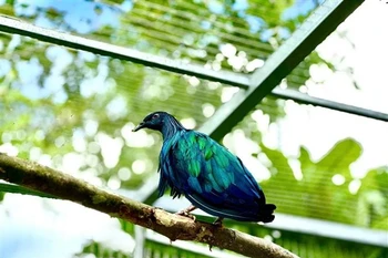Nicobar pigeons (Caloenas nicobarica), a rare and endangered bird species (Photo: VNA)