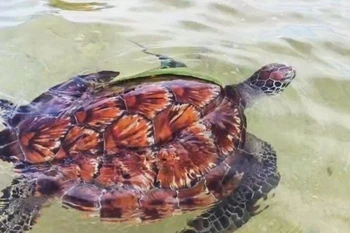The 12kg green sea turtle is released into the sea off Lam Dong province. (Photo: baolamdong.vn)