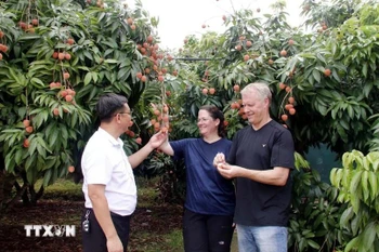 Tourists visit a lychee farm. (Photo: VNA)