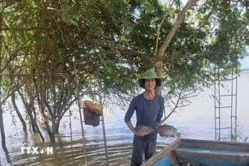 A farmer harvests tilapia fish (Illustrative image. Source: VNA)