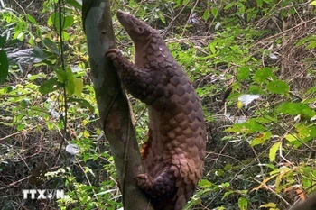 Sunda pangolins (Manis javanica), also known as the Javan pangolin, are listed in Group IB – critically endangered and strictly protected from all commercial exploitation (Photo: VNA)