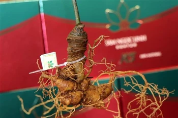 Ngoc Linh ginseng is found within a narrow ecological zone around the peak of Ngoc Linh Mountain. (Photo: VNA)