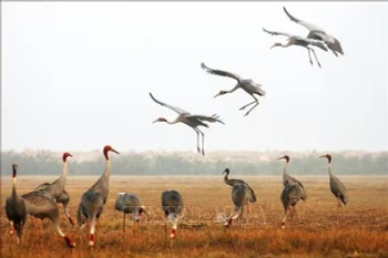 The Tram Chim National Park was previously home to a large population of red-crowned cranes, with a recorded number of more than 1,000 birds arriving during their annual migration. (Photo: VNA)