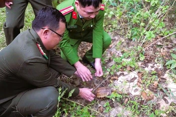 The Indochinese box turtle is released back into its natural habitat in the Pu Huong Nature Reserve on December 3. (Photo: VNA)