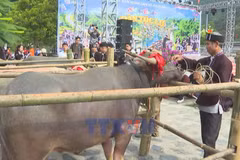 Buffalo-soul ritual keeps tradition alive in Lai Chau
