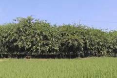 New crop opens up new livelihoods for local farmers