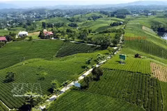 Thai Nguyen showcases picturesque tea hills
