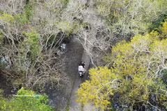 Hue’s primeval mangrove forest in autumn