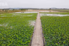 Lotus cultivation breathes new life into tourism in President Ho Chi Minh's hometown
