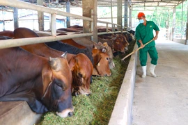 Halal market – Great potential for Southwest, Mekong Delta provinces