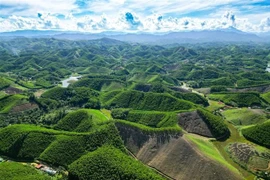 Thanh Hoa develops forests meeting FSC standards