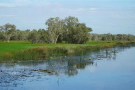 Reviving the wetlands of Tram Chim National Park