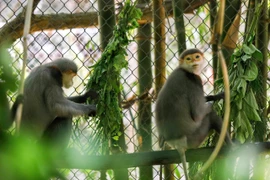 Discovering the “kingdom” of rare primates in Cuc Phuong National Park