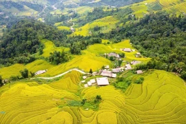 Golden rice season at the foot of Tay Con Linh Mountain