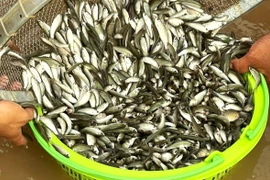 Bustling season of linh fish harvesting in Mekong Delta