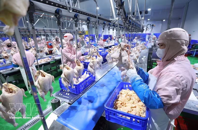 A modern chicken slaughtering line at the factory of the Green Chicken Co., Ltd. (Photo: VNA)