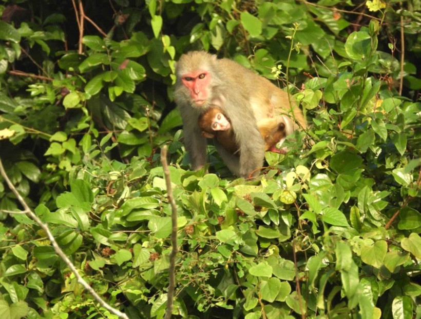 Three macaque species of the genus Macaca have been recorded in the wild. (Photo: VNA)