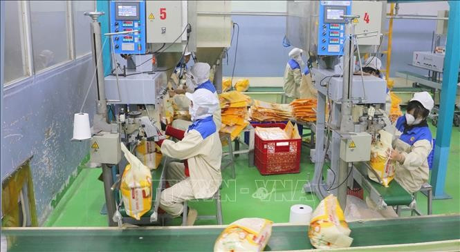 Packaging rice for export at a factory of Thao Son Company under Loc Troi Group Joint Stock Company. (Photo: VNA) 