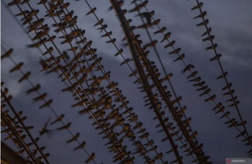 Asian barn swallows (Hirundo rustica) perched on cables at Indramayu Town Square, West Java, on Feb. 7, 2025. (Photo: antaranews.com)