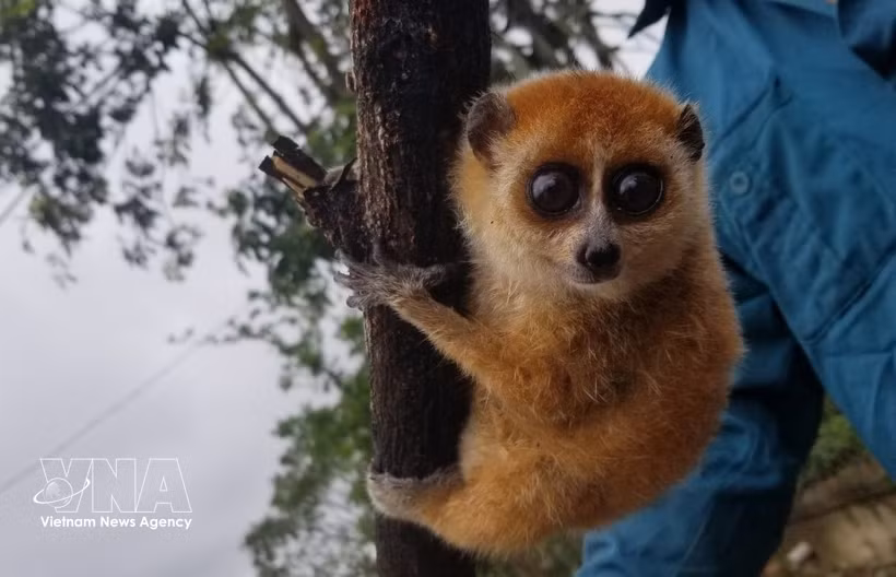 Pygmy slow loris (Nycticebus pygmaeus) (Photo published by VNA)
