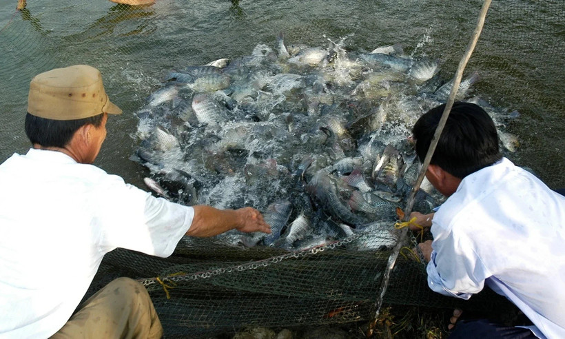 Vietnamese tilapia (Photo: Ministry of Agriculture and Environment)
