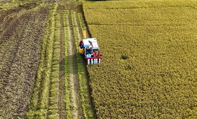 Farmers in the Mekong Delta province of An Giang harvest rice grown under the project 'Sustainable Development of One Million Hectares of High-Quality, Low-Emission Rice Associated with Green Growth in the Mekong Delta by 2030.' (Photo: VNA)