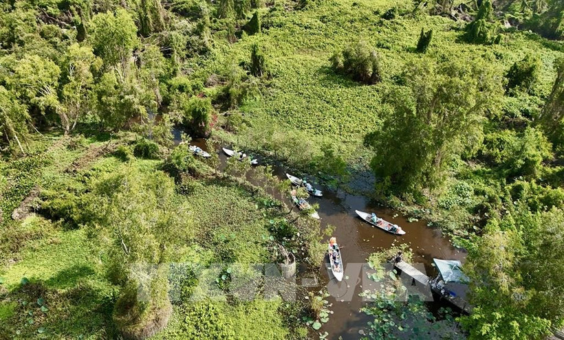 The forest database will be completed by the end of this year, adapting to the EU Deforestation Regulation (Photo: VNA)