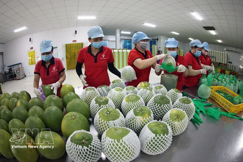 Packaging green-skin pomelos for export at the Vina T&T Group processing facility in Vinh Long province. (Photo: VNA)