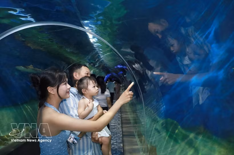 Visitors explore marine ecosystems and sea life at the Nha Trang Institute of Oceanography Museum in Khanh Hoa province. (Photo: VNA)