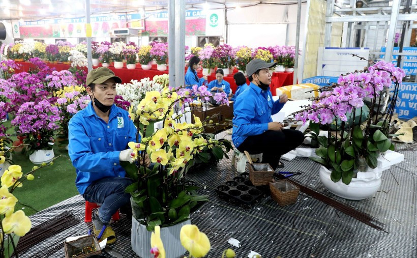Phung Cong commune is known as the “capital” of flowers and ornamental plants in the northern region (Photo: VNA)