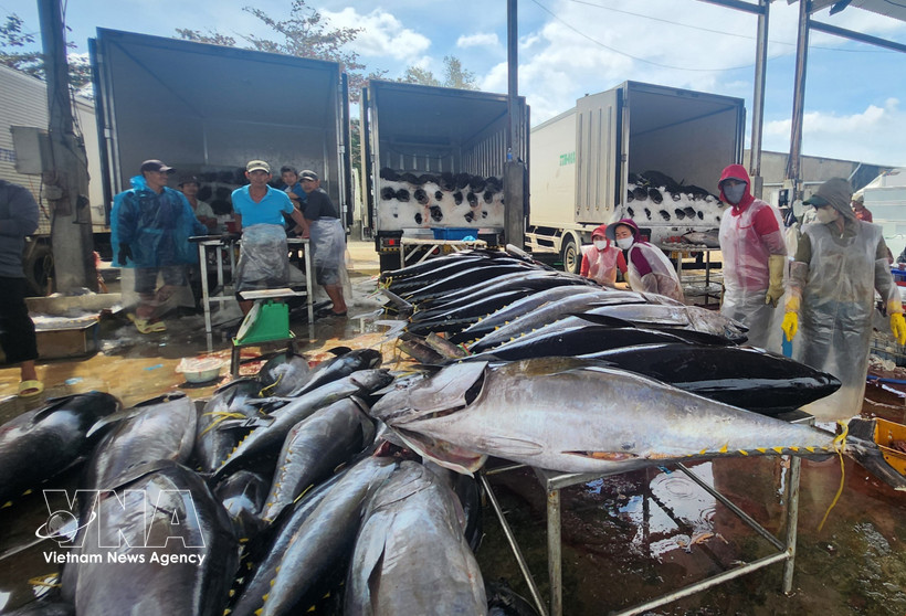 Tuna are purchased by traders at Tam Quan fishing port (Gia Lai). (Photo: VNA)