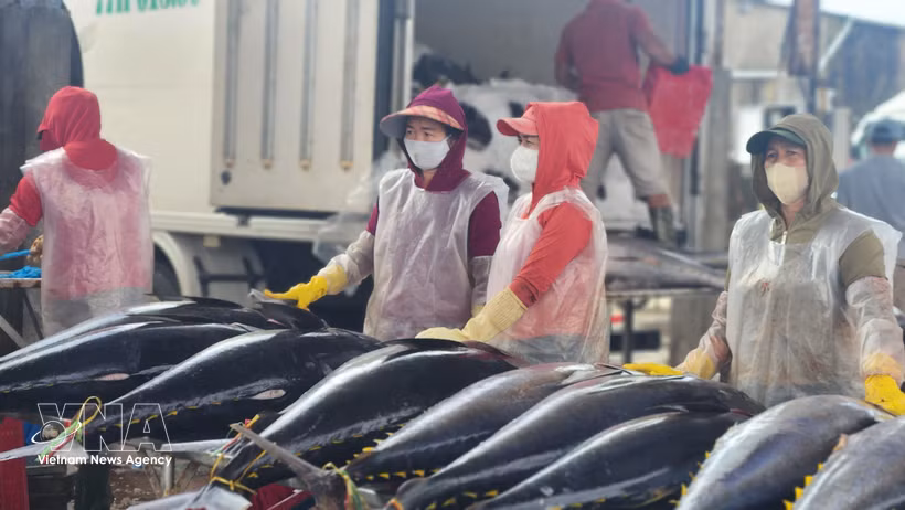 Traders purchase tuna at a fishing port. (Illustrative photo: VNA)