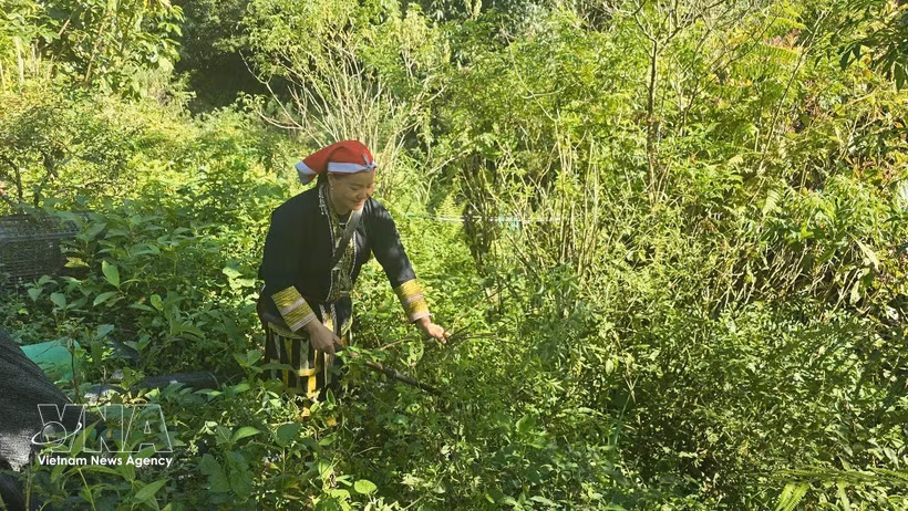 Tan May Liu, a member of the Red Dao Community Cooperative, collects medicinal herbs in a forest. (Photo: VNA)