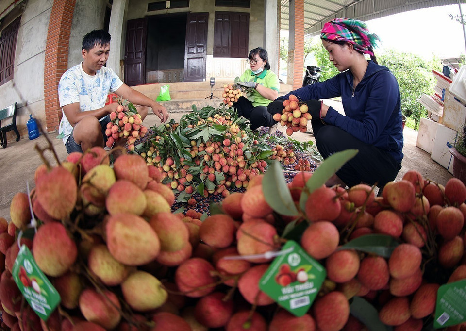 Sorting fresh lychees for domestic consumption and exports at a household farm following VietGAP standards, under the Luc Ngan Xanh Cooperative in Luc Ngan district, Bac Giang province. (Photo: VNA)