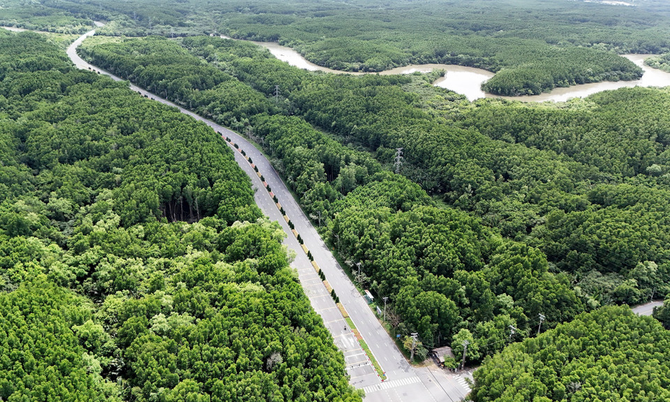 The winding road cuts through dense, lush mangrove forests, creating a stunning natural landscape. (Photo: VNA)